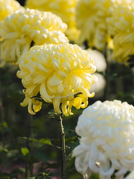 11月は菊のお話です